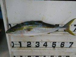 日置川　河口　ルアーでメジロ67cm