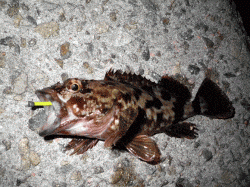 マイクロワインドで攻めるガシラゲーム♪