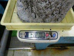 椿の地磯にてヤエン釣り、アオリイカ6杯・2230ｇ