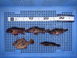 平磯海づり公園、胴突仕掛でガシラ・アイナメ…