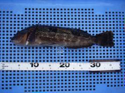 34cmのアイナメ♪平磯海づり公園、シラサ…