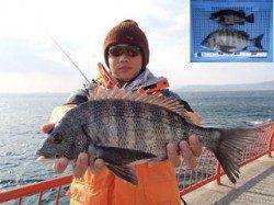 平磯海釣り公園　ウキ釣りでチヌ・メバルの釣果