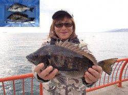 平磯海づり公園でウキ釣り★良サイズのチヌ2枚★