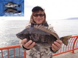 平磯海づり公園でウキ釣り★良サイズのチヌ2…