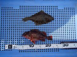 平磯海づり公園、投げ釣りでカレイ＆ガシラの…