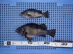 【20日】シラサのウキ釣りでメバル、平磯海づり公園