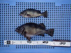 【20日】シラサのウキ釣りでメバル、平磯海…