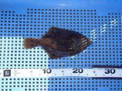 平磯海づり公園、投げ釣りでカレイ23cm