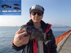 平磯海づり公園、ウキ釣りでメバル＆アイナメ…