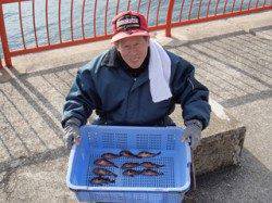 平磯海づり公園で胴突釣り　ガシラ11尾