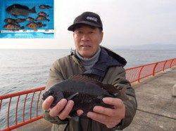 平磯海づり公園でウキ釣り　29cmのグレにガシラ