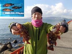 平磯海づり公園、サンマの切り身でガシラ