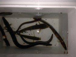 穴子天丼食べたくなったので食コンへ！