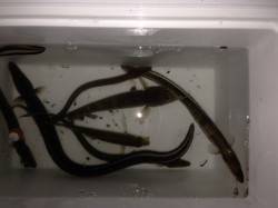 穴子天丼食べたくなったので食コンへ！