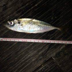 舞洲アジング　縦の動きのみに好反応、ダブルヒットも♪