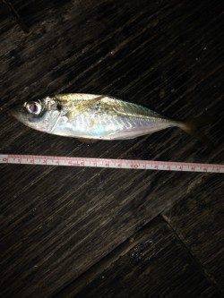 舞洲アジング　縦の動きのみに好反応、ダブルヒットも♪