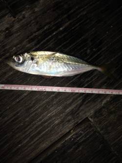 舞洲アジング　縦の動きのみに好反応、ダブル…