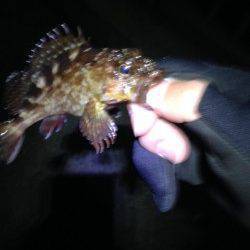 ポーアイでアジング、強風でアジ気配なくガシラの釣果