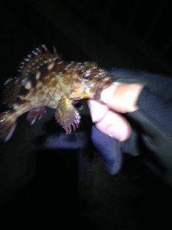 ポーアイでアジング、強風でアジ気配なくガシラの釣果