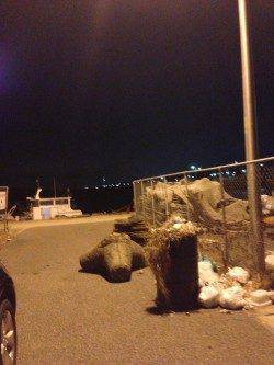 メバル狙いで泉南周辺ランガン～鳥取漁港でガシラ