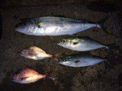 カゴ釣りでヒラマサ・ハマチ・タイ！