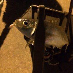 底付近を丁寧に攻めアジング成立！