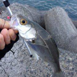 樽井漁港の投げ釣りでカレイを狙うも。。。