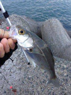 樽井漁港の投げ釣りでカレイを狙うも。。。