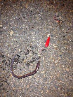 兵突でガシラゲット、投げ竿にはアナゴが！