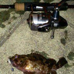 今年の釣り納めガシリングで一投一匹のプチラッシュ！