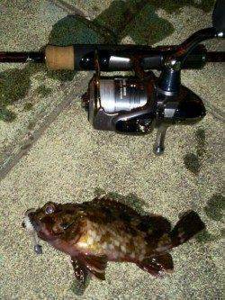 今年の釣り納めガシリングで一投一匹のプチラッシュ！