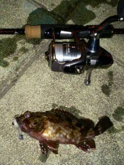 今年の釣り納めガシリングで一投一匹のプチラ…