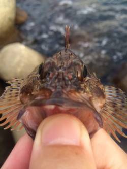 二見の人工島でロックフィッシュ狙い、シーズ…