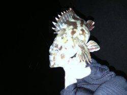 衣奈漁港でアジング・・・お土産にガシラをキープ