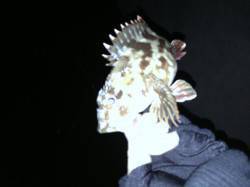 衣奈漁港でアジング・・・お土産にガシラをキ…