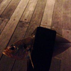 舞洲でのアジング、単発でポロポロ釣れました