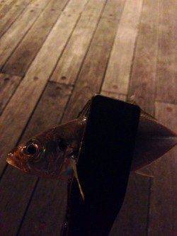 舞洲でのアジング、単発でポロポロ釣れました