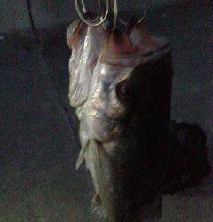 シーバス・チーバスめっちゃ湧いていました！！