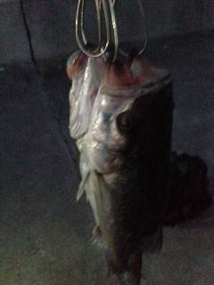 シーバス・チーバスめっちゃ湧いていました！…