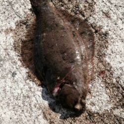 須磨にカレイ釣りで出撃、満潮の8時前後にヒット！