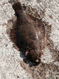 須磨にカレイ釣りで出撃、満潮の8時前後にヒット！