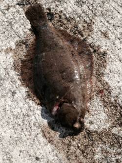 須磨にカレイ釣りで出撃、満潮の8時前後にヒ…