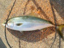 シーバス狙いのミノーにブリがヒット！