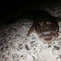 武庫川で投げ釣り、良型マハゼと美味しそうなアナゴの釣果