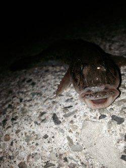 武庫川で投げ釣り、良型マハゼと美味しそうなアナゴの釣果