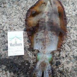 日本海エギングシーズン末期に頑張ってみました