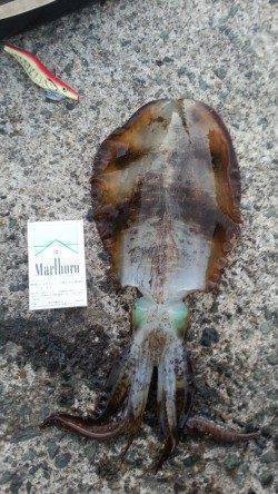 日本海エギングシーズン末期に頑張ってみました