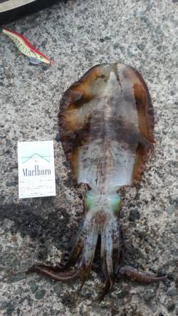 日本海エギングシーズン末期に頑張ってみまし…