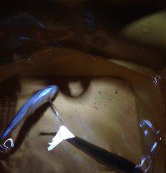 カレイ狙いに食コンへ…キスがかかるも続かず