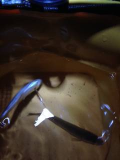 カレイ狙いに食コンへ…キスがかかるも続かず